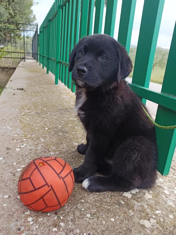 Cucciolotto da sogno 2 mesi e mezzo Foto 4